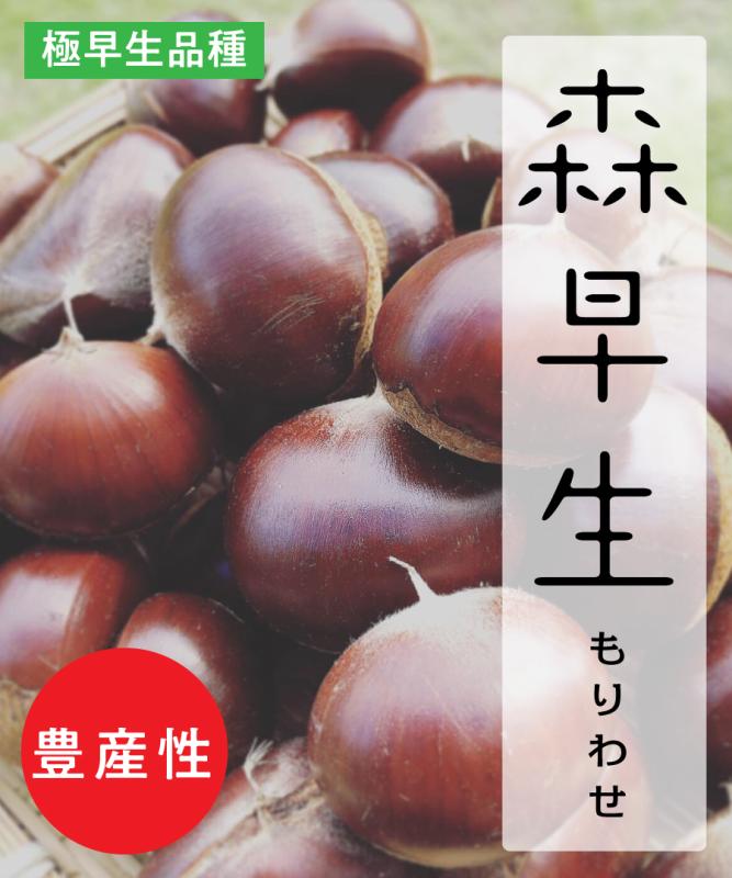 【栗苗木】【2年生苗】森早生（もりわせ）  高さ70cm～1.0m