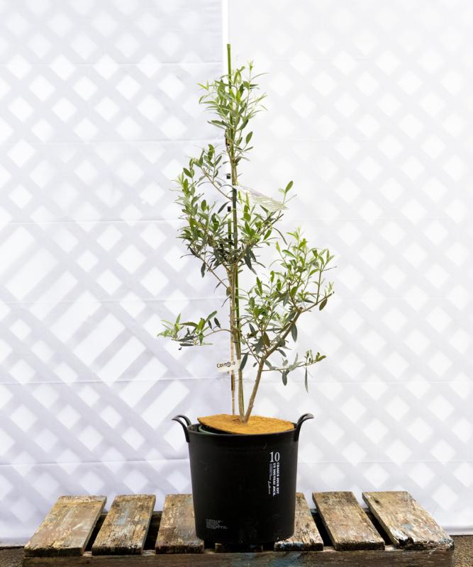 colf15-10 鉢植えオリーブ「シプレッシーノ」 高さ1.0m（全高1.3m程度）ポットサイズ10号