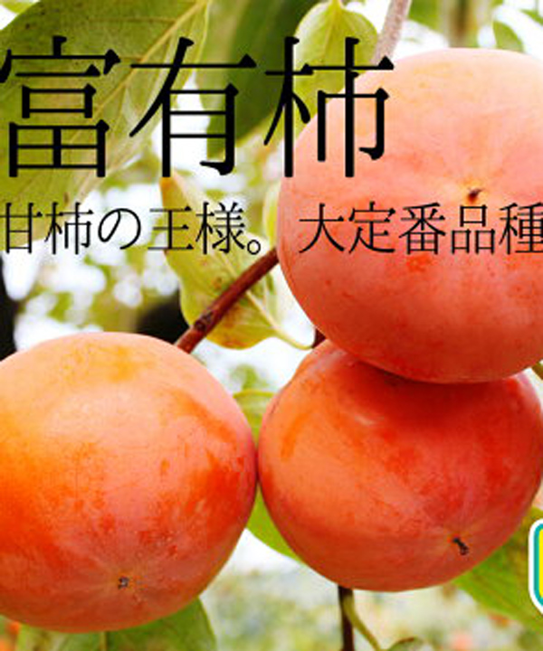 【柿苗木】【2年生苗】富有（ふゆう）   高さ70cm～1.0m