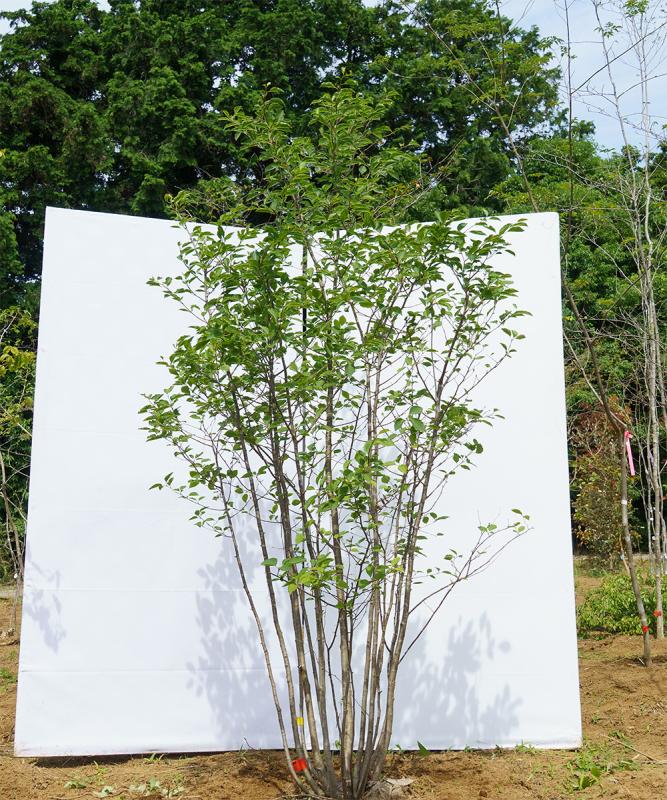 cxxk24-20【山採り】アオハダ株立ち　雌雄不明　高さ2.0ｍ程度　不在置き了承商品