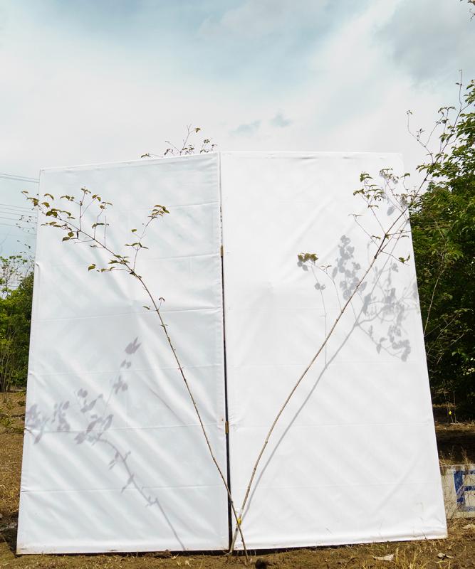 coyd52-20【山採り】オトコヨウゾメ　高さ2.0m　不在置き了承商品