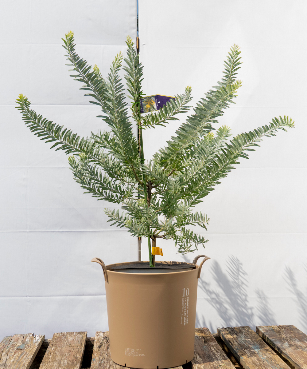 caba5-07 鉢植えミモザ「アカシア・ブルーブッシュ」 高さ70㎝（全高1.0m程度）ポットサイズ10号