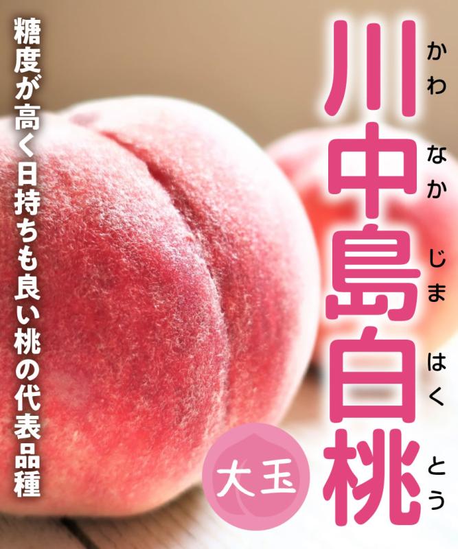 【桃苗木】【2年生苗】川中島白桃（かわなかじまはくとう）  高さ70cm～1.0m程度