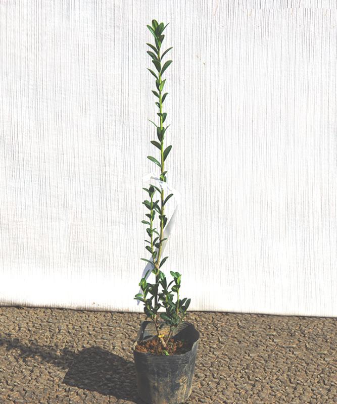 スカイペンシル　高さ50cm