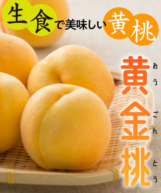 【桃苗木】【2年生苗】黄金桃  高さ70cm～1.0m程度