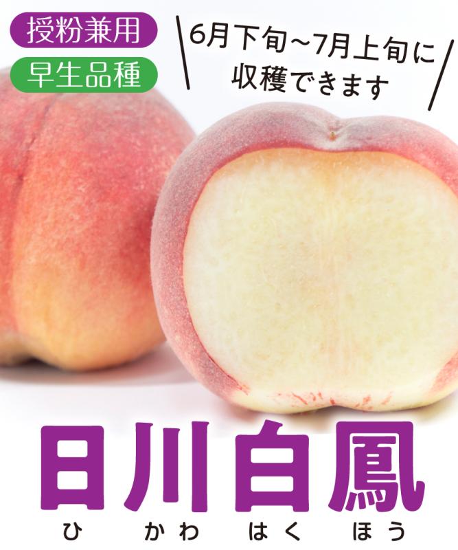 【桃苗木】【2年生苗】日川白鳳  高さ70cm～1.0m程度