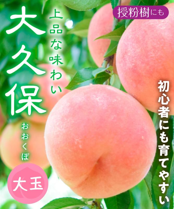 【桃苗木】【2年生苗】大久保  高さ70cm～1.0m程度