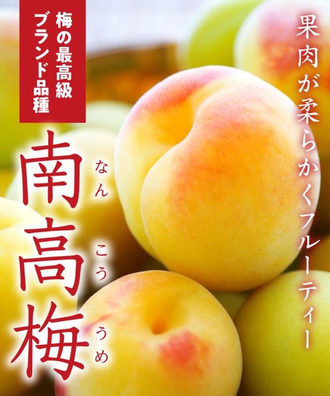 【梅苗木】【2年生苗】南高梅（なんこううめ） 高さ70cm～1.0m程度