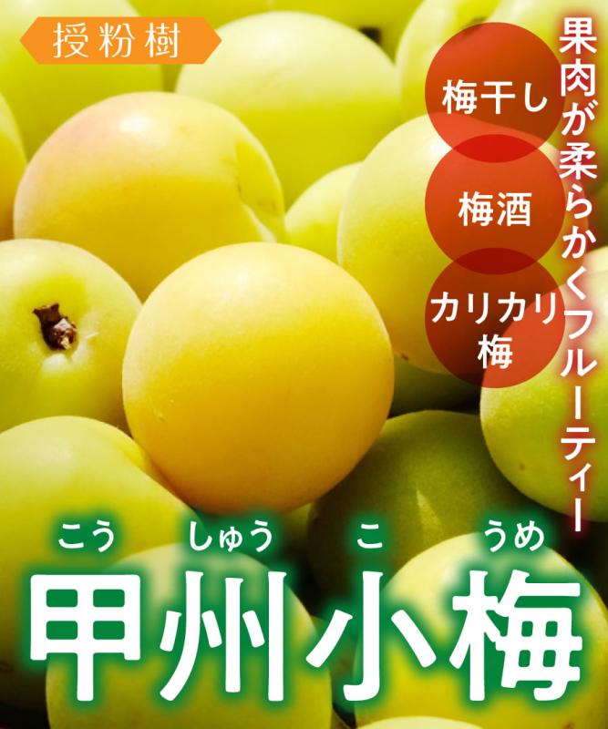 【梅苗木】【2年生苗】甲州小梅  高さ70cm～1.0m程度