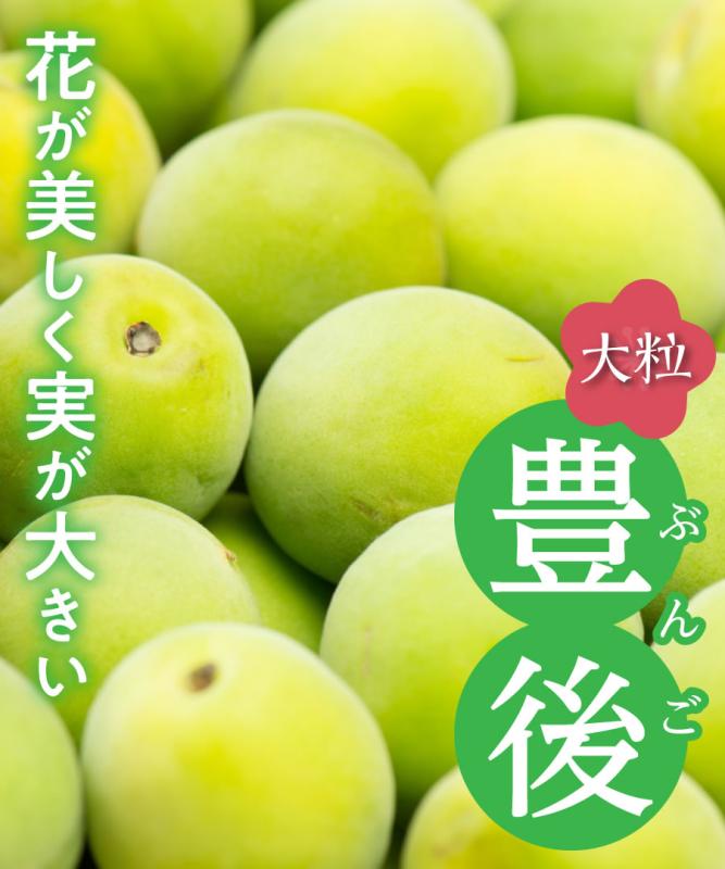 【梅苗木】【2年生苗】豊後  高さ70cm～1.0m程度