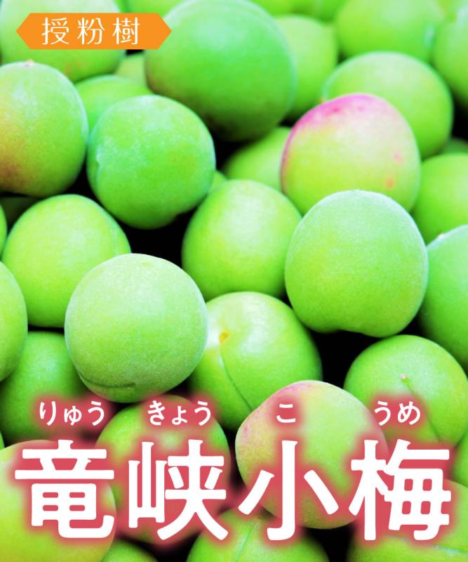 【梅苗木】【2年生苗 】竜峡小梅  高さ70cm～1.0m程度