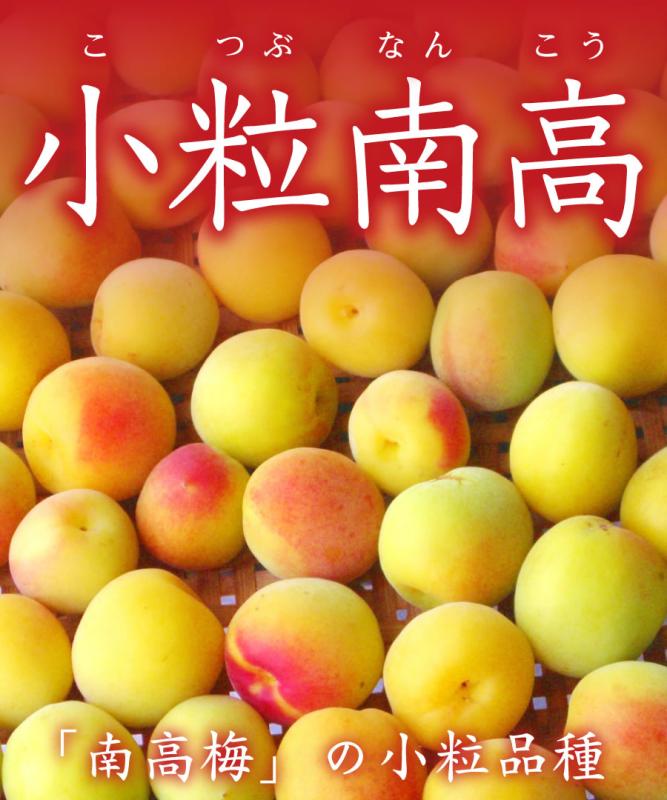 【梅苗木】【2年生苗】小粒南高   高さ70cm～1.0m程度