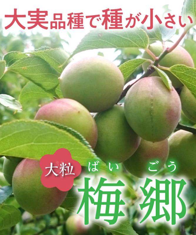 【梅苗木】【2年生苗】梅郷（ばいごう）  高さ70cm～1.0m程度