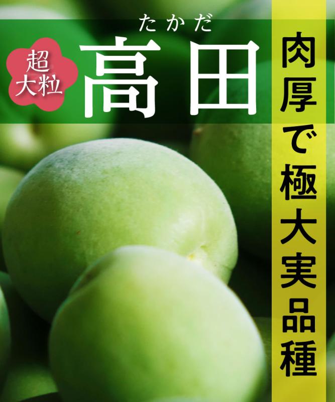 【梅苗木】【2年生苗】高田  高さ70cm～1.0m程度