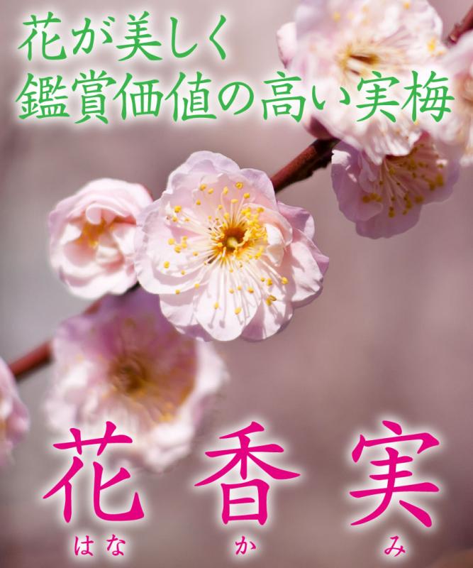 【梅苗木】【 2年生苗 】花香実（はなかみ）高さ0.5ｍ程度～