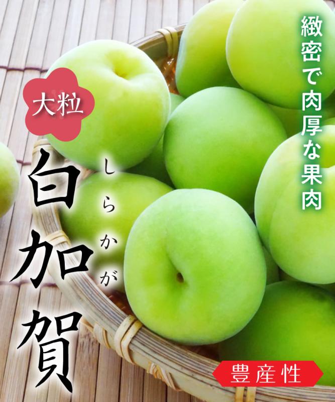 【梅苗木】【2年生苗 】白加賀 高さ70cm～1.0m程度