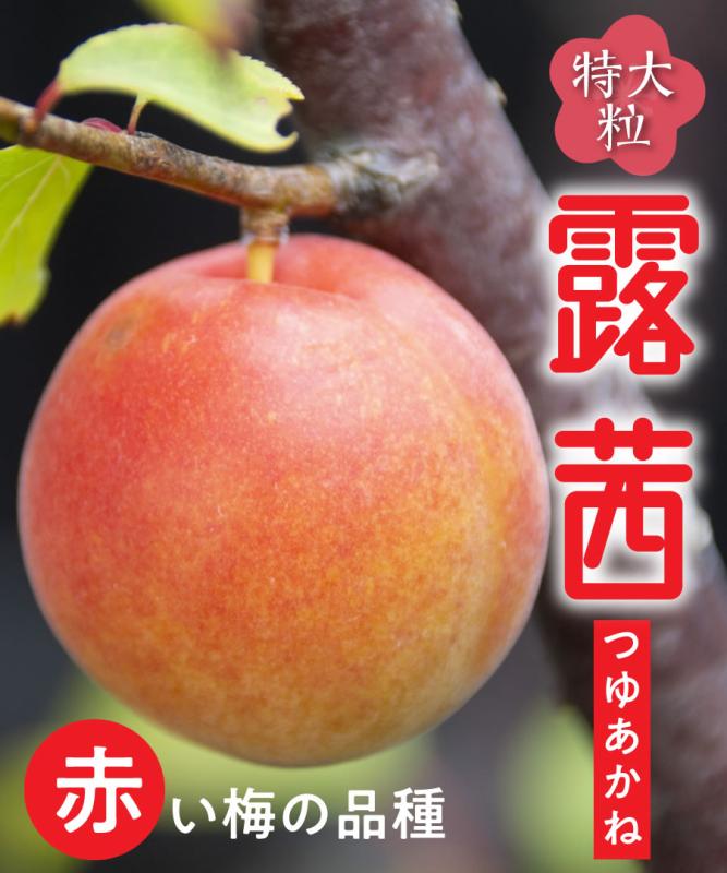 【梅苗木】【2年生苗】露茜（つゆあかね）  高さ70cm～1.0m程度