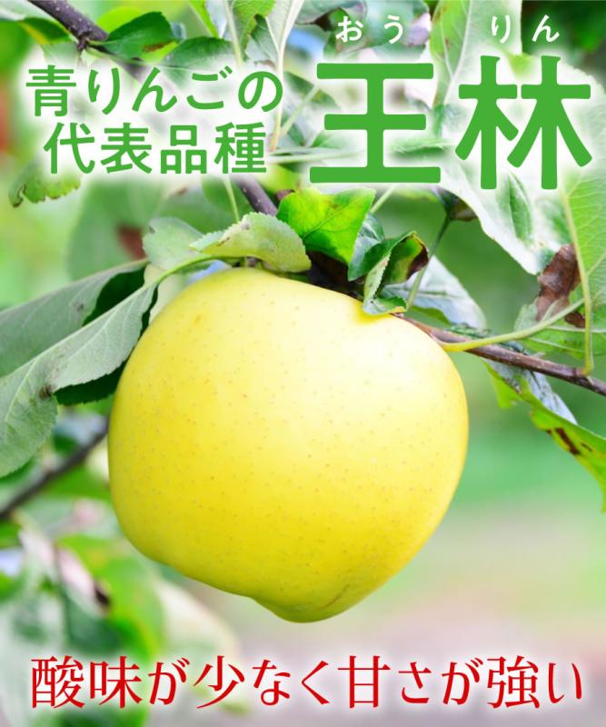 【リンゴ苗木】【2年生苗】王林（おうりん） 高さ70cm～1.0m程度