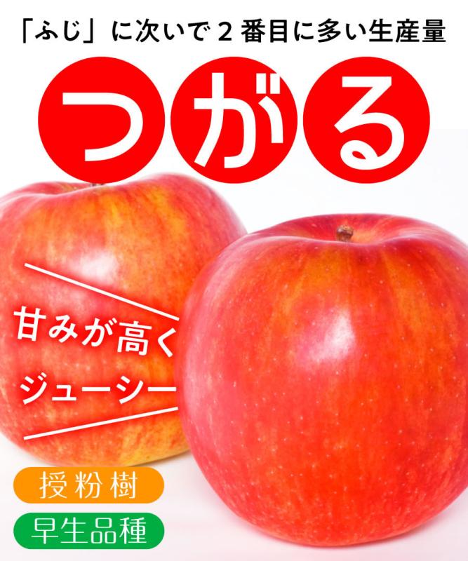 【リンゴ苗木】【2年生苗】つがる  高さ70cm～1.0m程度