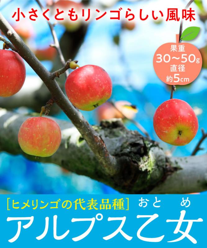 【リンゴ苗木】【2年生苗】アルプス乙女  高さ70cm～1.0m程度