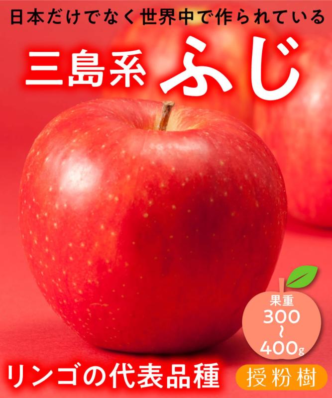 【リンゴ苗木】【2年生苗】三島系ふじ  高さ70cm～1.0m程度