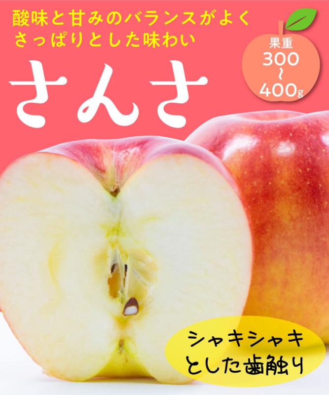 【リンゴ苗木】【2年生苗】さんさ  高さ70cm～1.0m程度