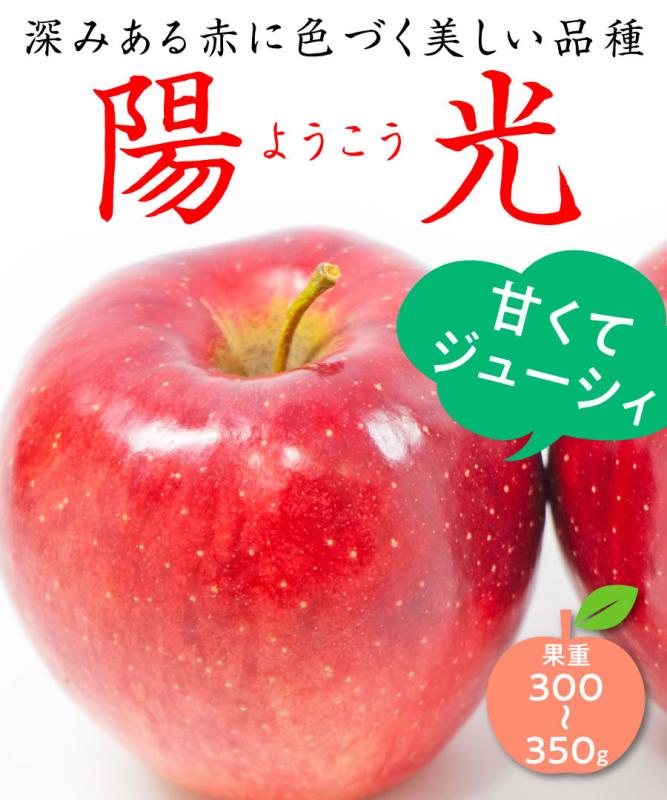 【リンゴ苗木】【2年生苗】陽光（ようこう）  高さ70cm～1.0m程度