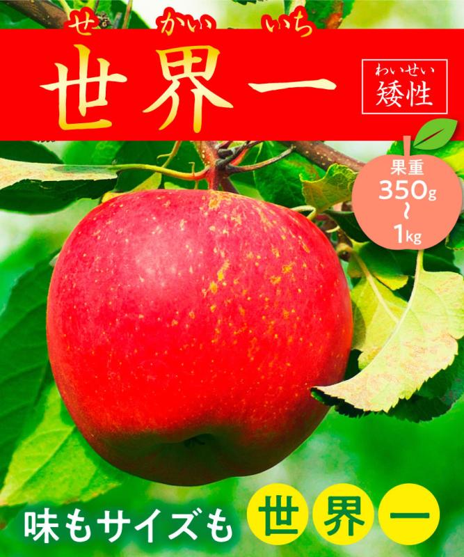 【リンゴ苗木】【2年生苗】世界一　矮性  高さ70cm～1.0m程度