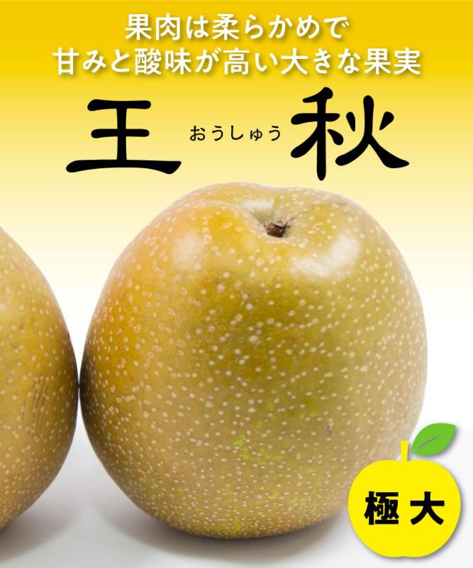 【梨苗木】【2年生苗】王秋（おうしゅう)   高さ70cm～1.0m程度