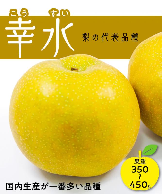 【梨苗木】【2年生苗】 幸水   高さ70cm～1.0m程度