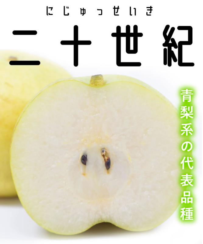 【梨苗木】【2年生苗】二十世紀   高さ70cm～1.0m程度