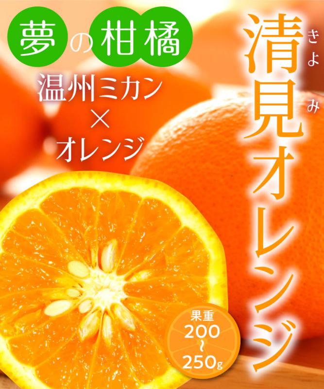 【柑橘苗木】【2年生苗】 清見オレンジ　 高さ70cm～1.0m程度