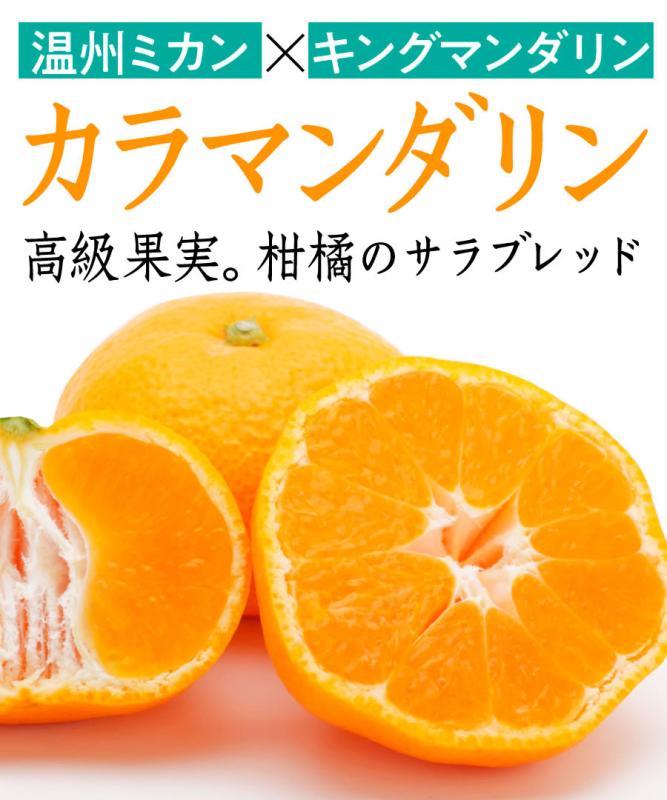 【柑橘苗木】【 1年生苗】カラマンダリン  高さ70cm～1.0m程度
