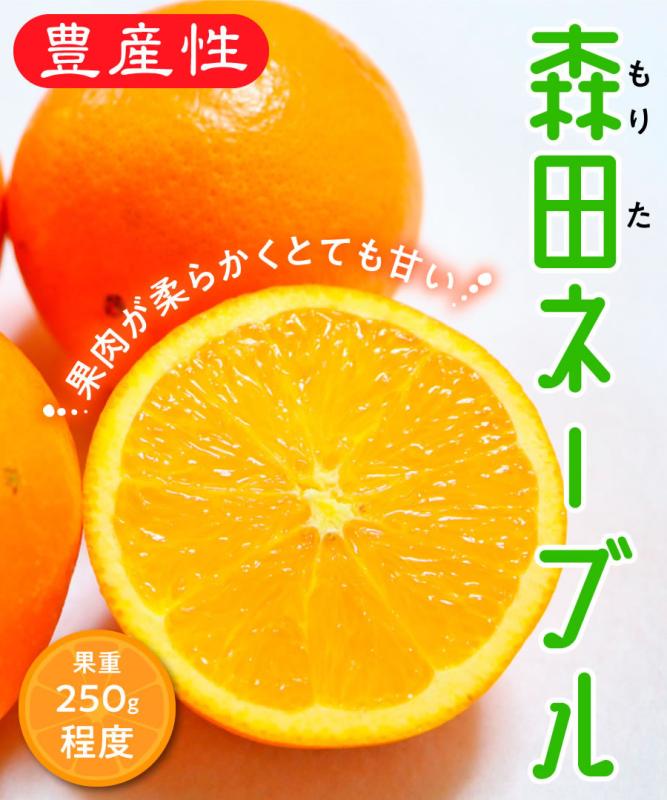 【柑橘苗木】【2年生苗】森田ネーブル 高さ70cm～1.0m程度