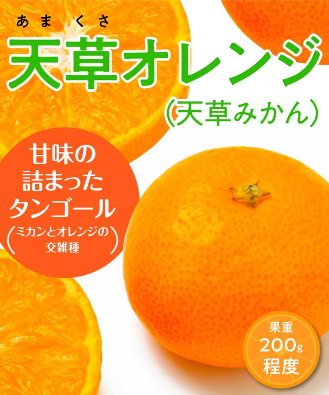 【柑橘苗木】【2年生苗】天草オレンジ（天草みかん）  高さ70cm～1.0m程度