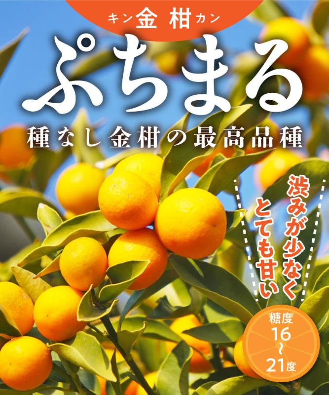 【柑橘苗木】【2年生苗】キンカン（金柑）「ぷちまる」  高さ70cm～1.0m程度
