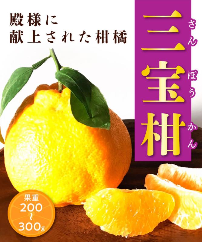 【柑橘苗木】【2年生苗】  三宝柑（さんぽうかん） 高さ70cm～1.0m程度