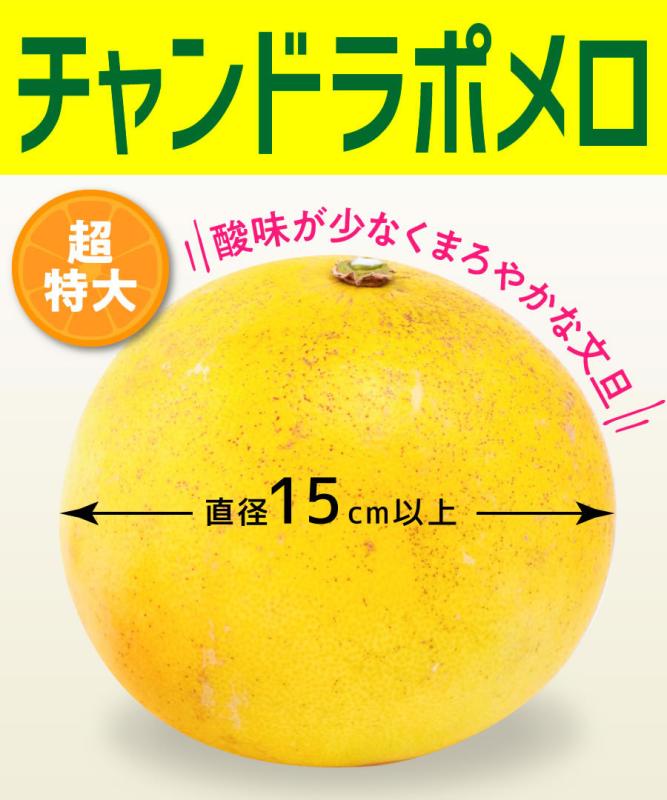 【柑橘苗木】【2年生苗】チャンドラポメロ　高さ70cm～1.0m程度