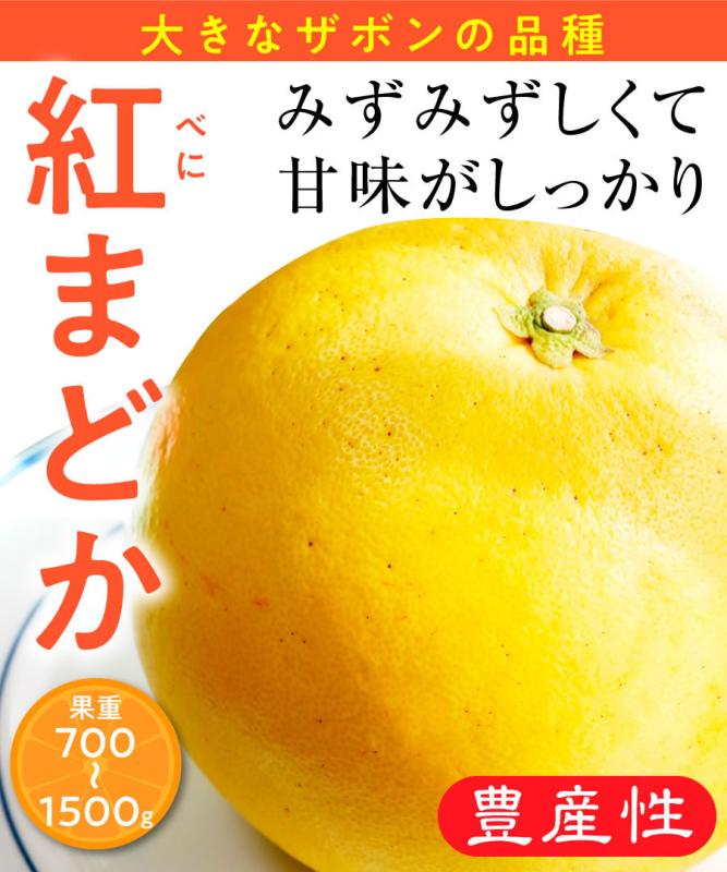 【柑橘苗木】【2年生苗】紅まどか　高さ70cm～1.0m程度