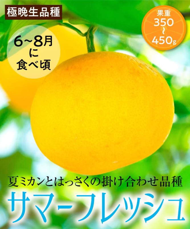 【柑橘苗木】【2年生苗】サマーフレッシュ  高さ70cm～1.0m程度