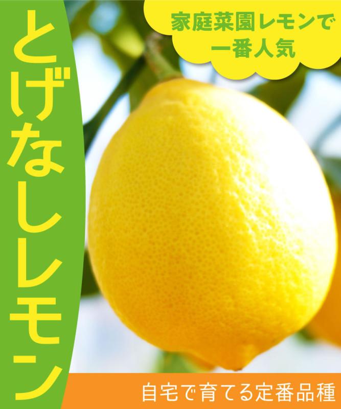 【柑橘苗木】【2年生苗】とげなしレモン  高さ70cm～1.0m程度
