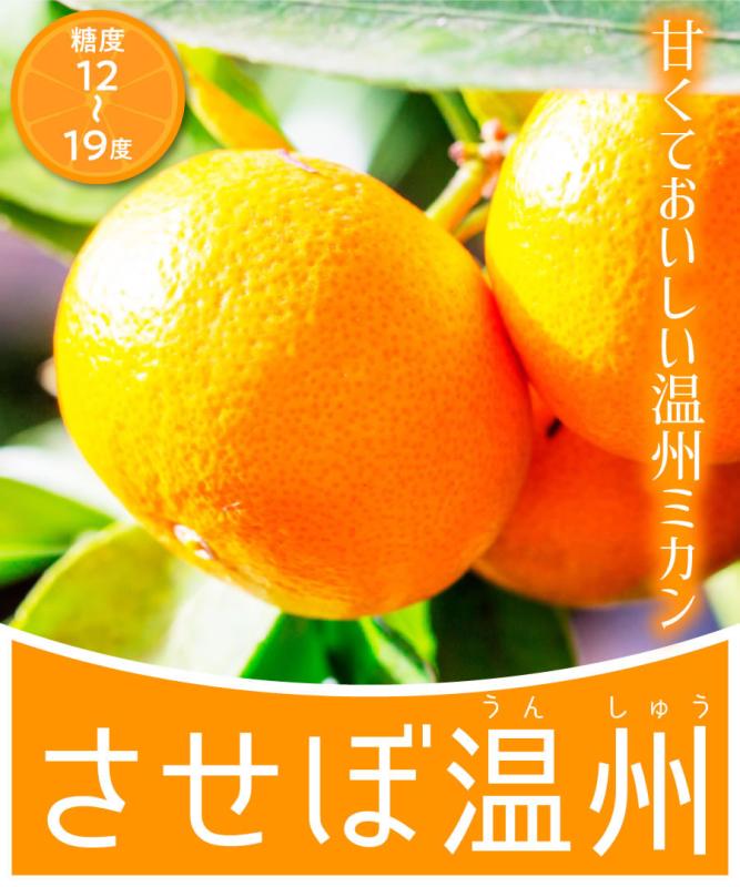 【柑橘苗木】【2年生苗】させぼ温州  高さ50cm～70cm程度