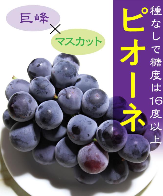 【ブドウ苗木】【2年生苗】ピオーネ  高さ50cm程度