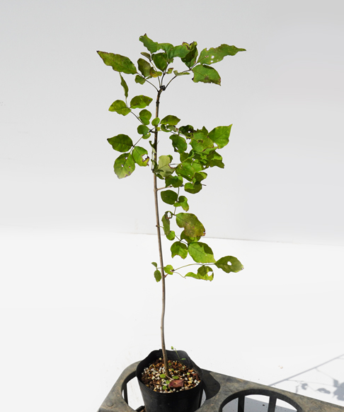 アオダモ　苗木　高さ30cm〜50cm