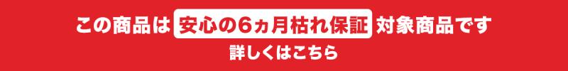 この商品は6ヵ月枯れ保証対象商品です。