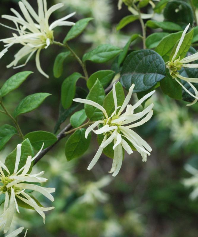 トキワマンサク 青葉白花 高さ70cm～1.0m