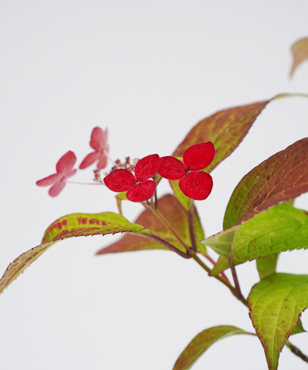 ヤマアジサイ　紅額（ベニガク）　樹高20cm～40cm