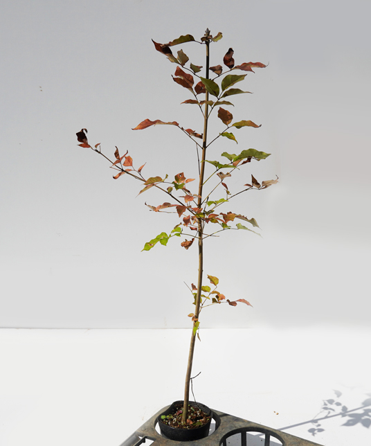 アオダモ　苗木大　高さ60cm〜80cm