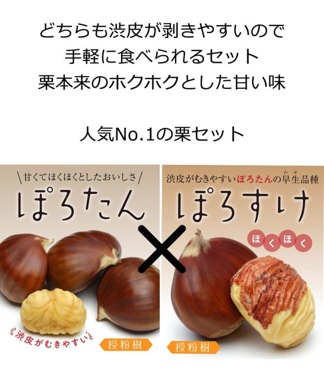 【栗苗木】受粉樹セット【2年生苗】（2品種✕各1本＝合計2本）