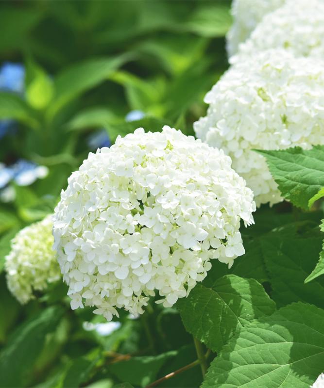 アジサイ「アナベル」白花　樹高20cm～50cm（冬季は剪定し、樹高10cm程度になります）